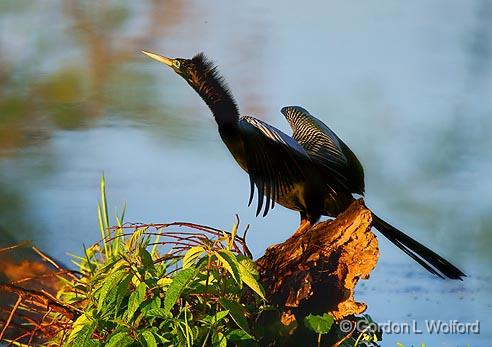 Anhinga Drying Its Wings_45479.jpg - Anhinga (Anhinga anhinga)Photographed at Lake Martin near Breaux Bridge, Louisiana, USA.